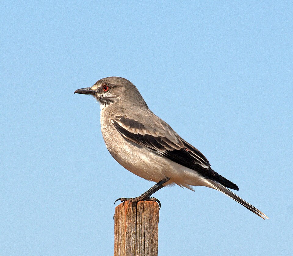 Grey Monjita