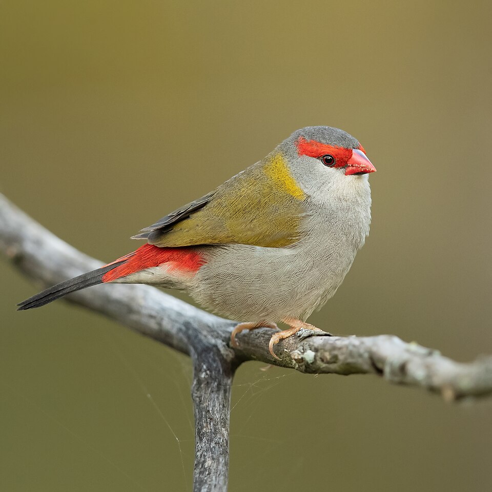Red-browed Finch