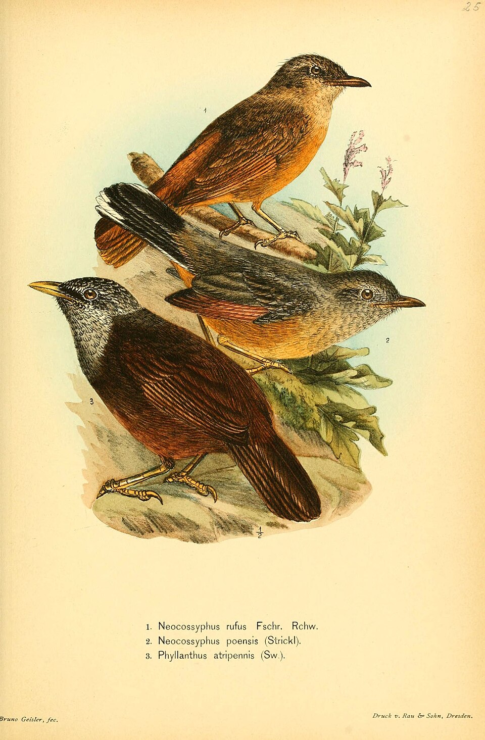 White-tailed Ant Thrush