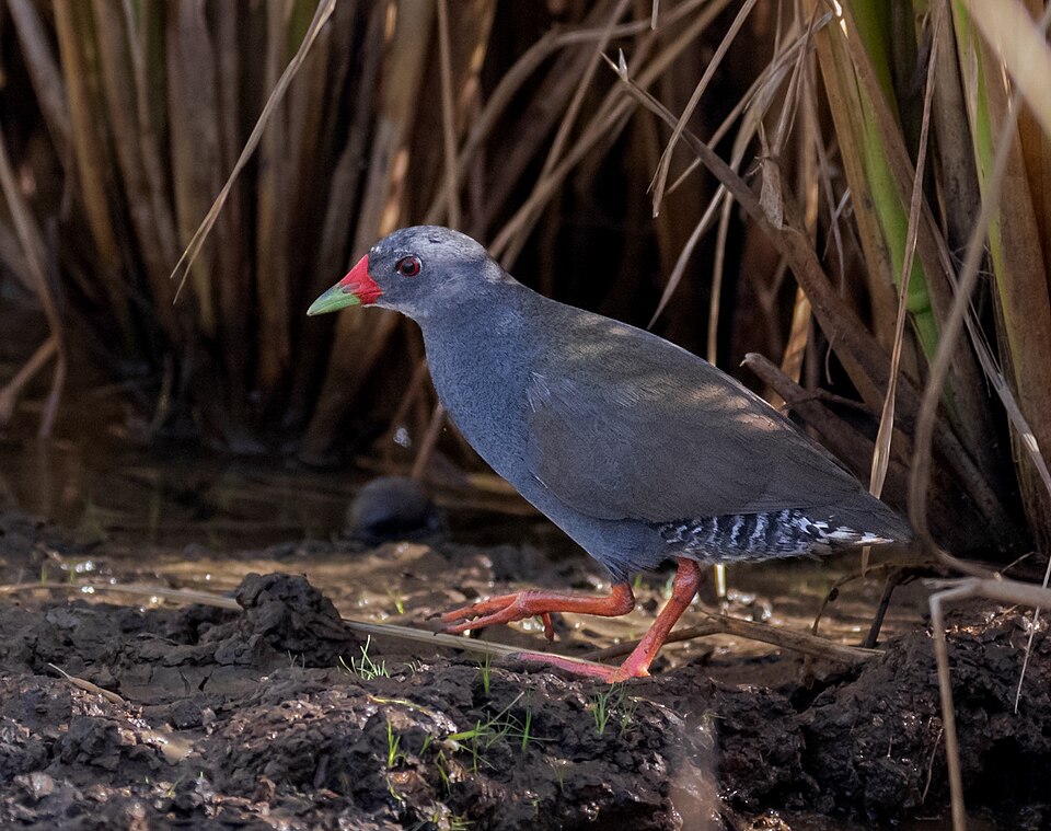 Paint-billed Crake