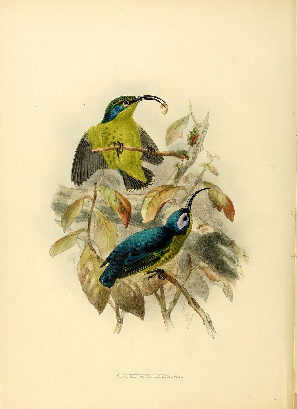 Common Sunbird-Asity