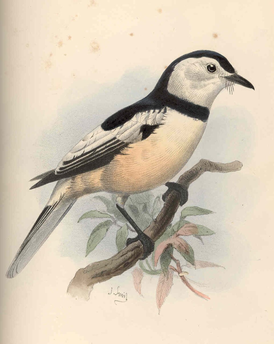 Buff-bellied Monarch