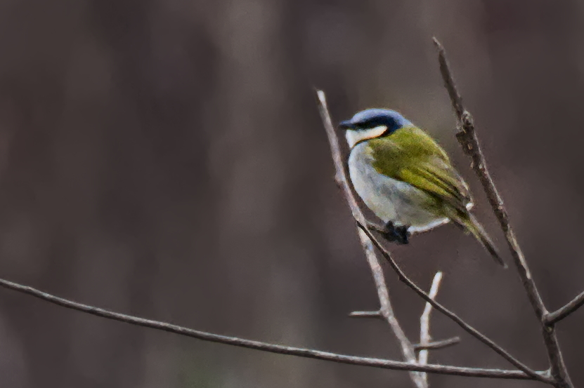 Black-collared Bulbul