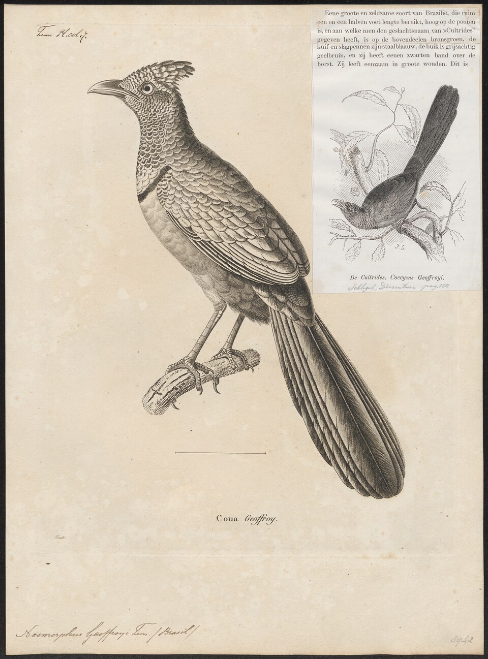 Rufous-vented Ground Cuckoo