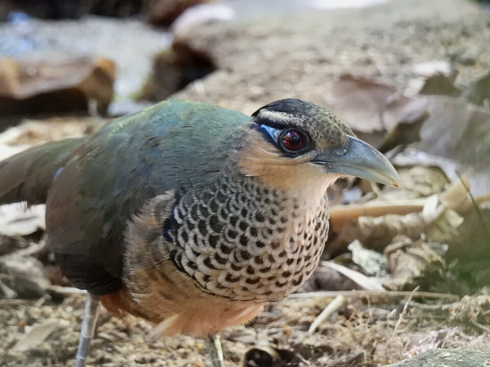 Scaled Ground Cuckoo