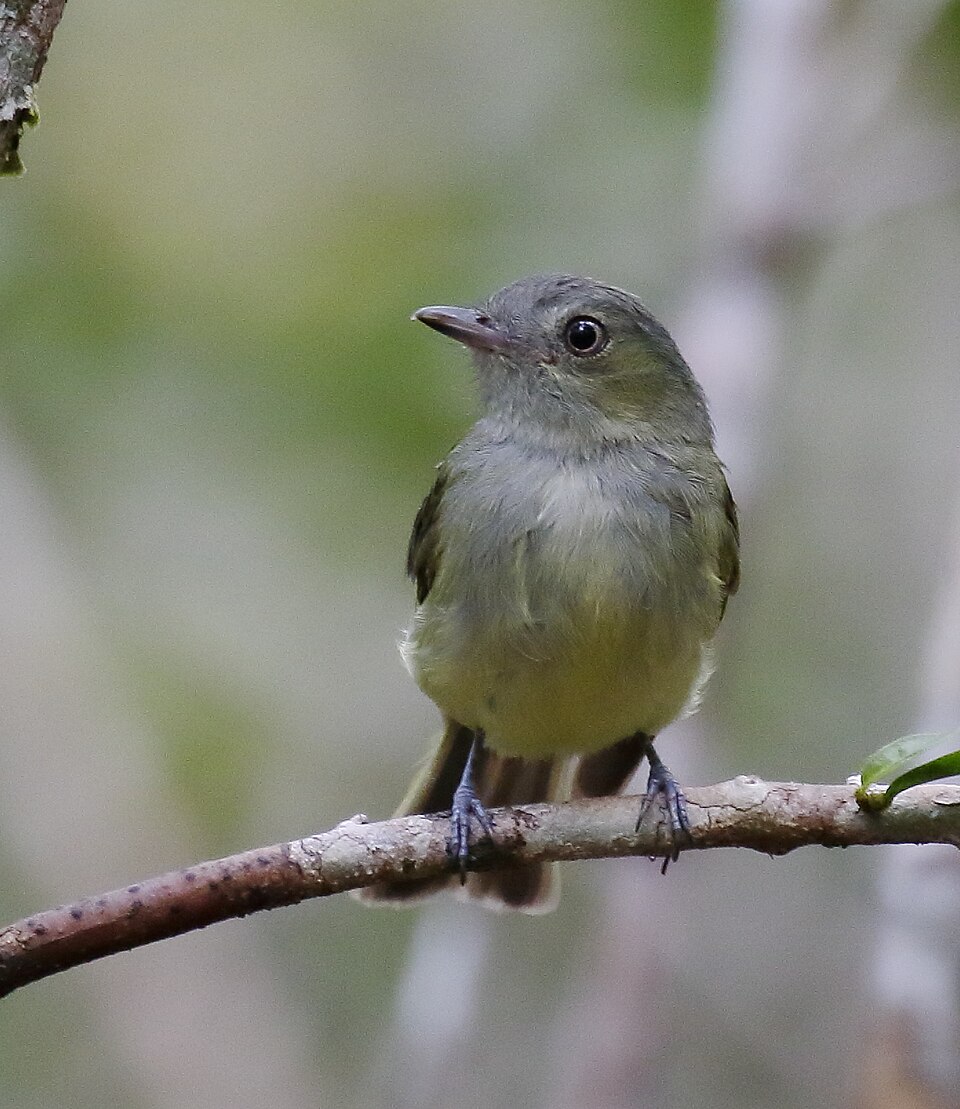 Wied's Tyrant-Manakin