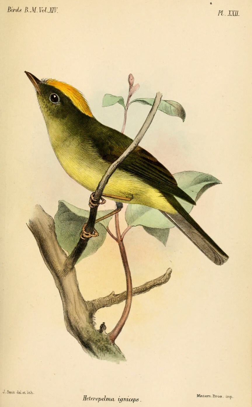 Saffron-crested Tyrant-Manakin