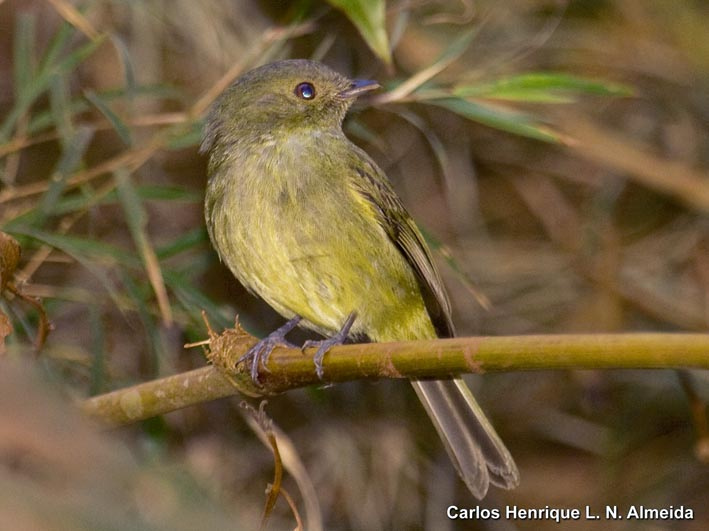 Serra do Mar Tyrant-Manakin