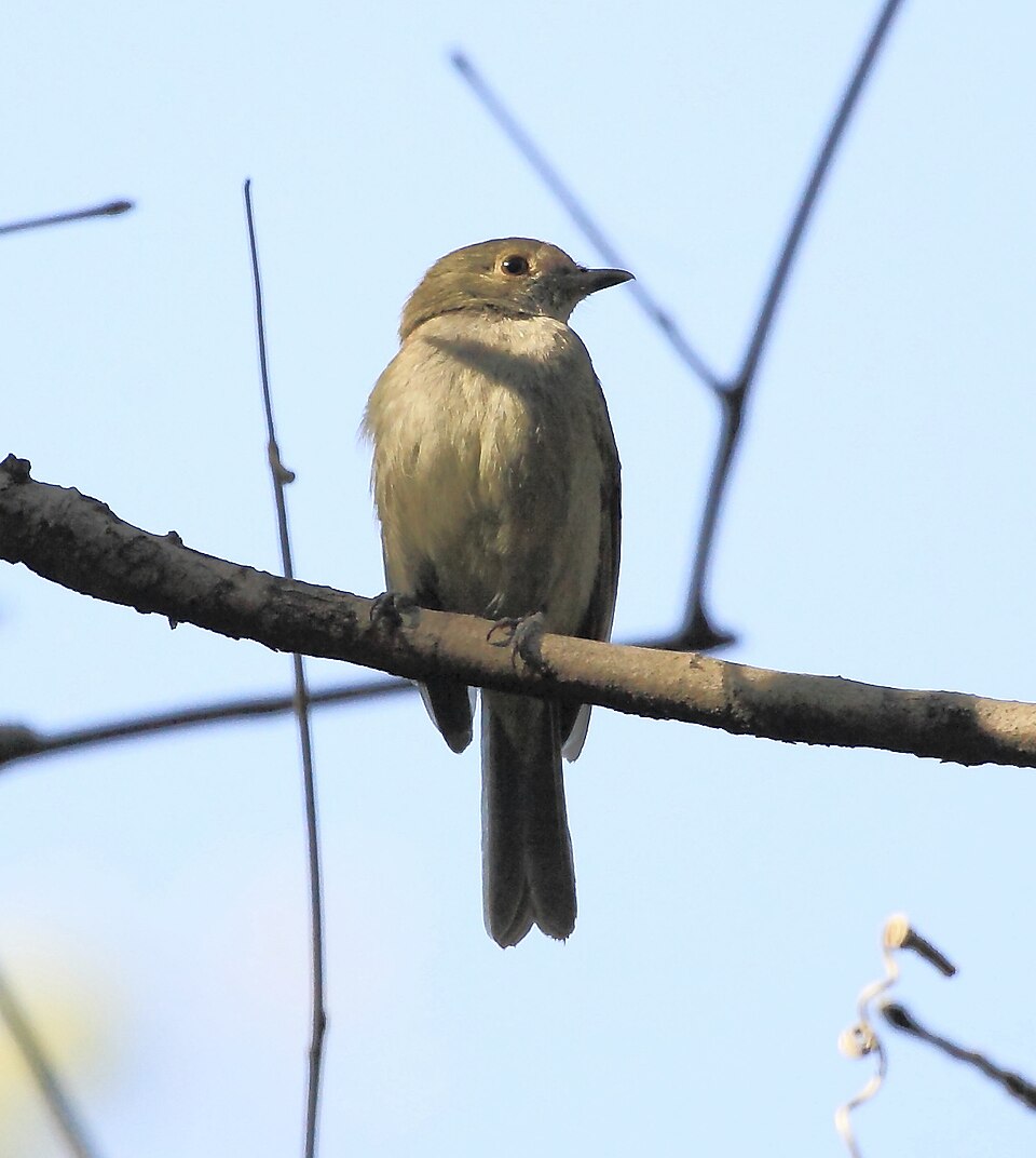 Pale-bellied Tyrant-Manakin