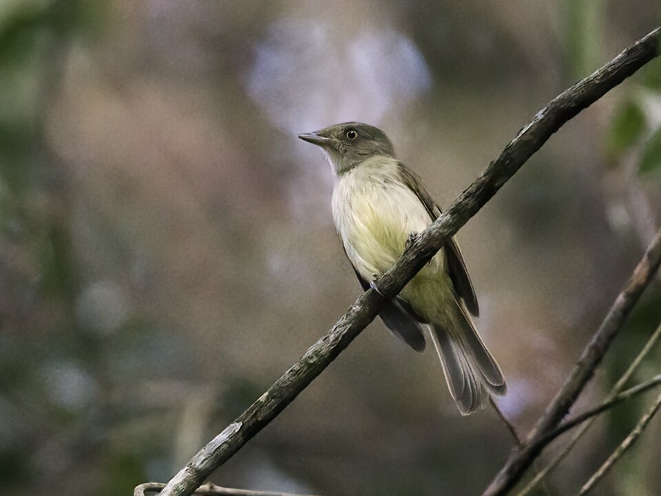 Sulphur-bellied Tyrant-Manakin