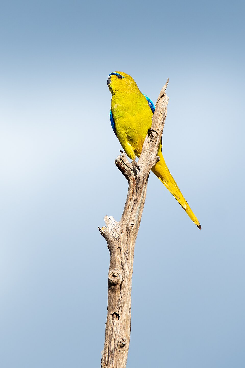 Elegant Parrot