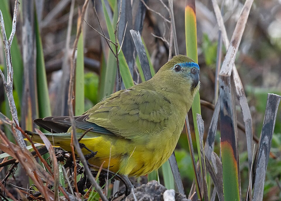 Rock Parrot