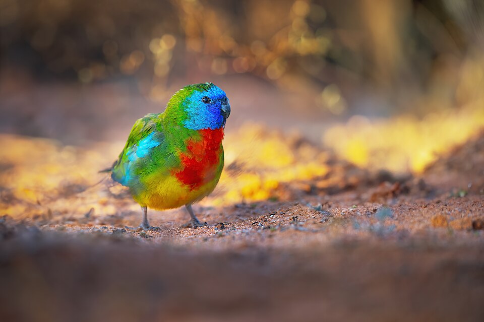 Scarlet-chested Parrot