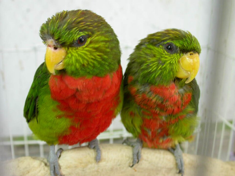 Yellow-billed Lorikeet