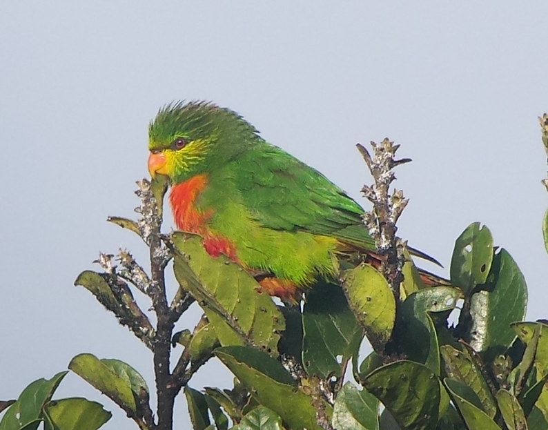 Orange-billed Lorikeet