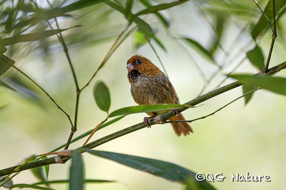 Short-tailed Parrotbill