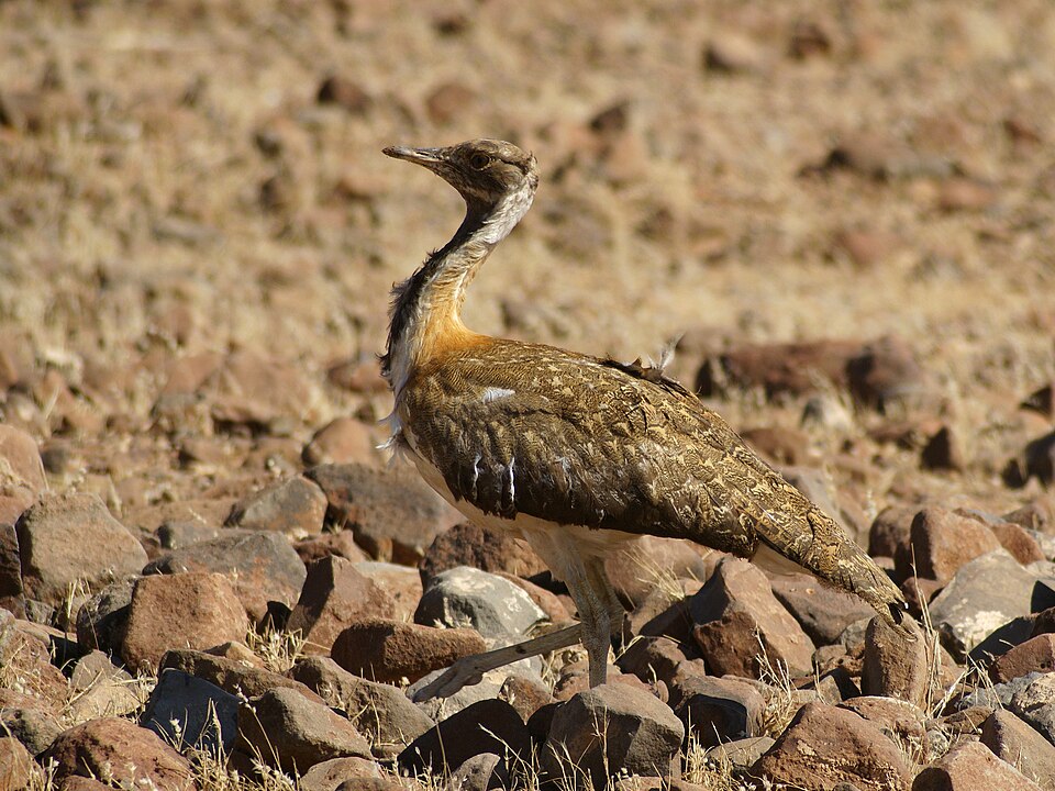 Ludwig's Bustard