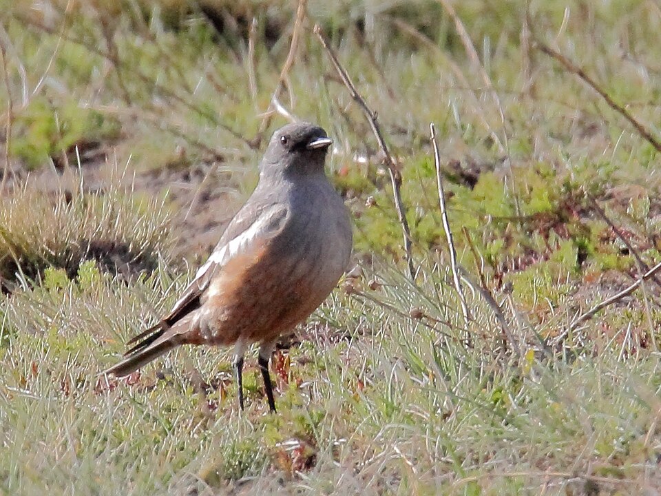 Chocolate-vented Tyrant