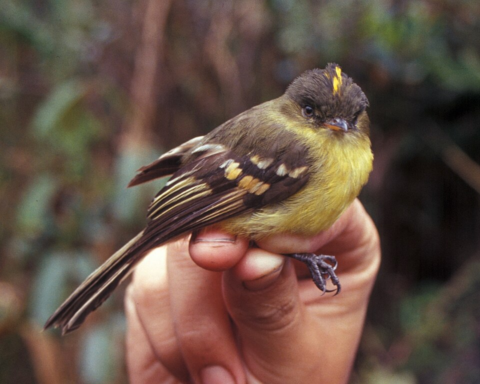 Orange-banded Flycatcher
