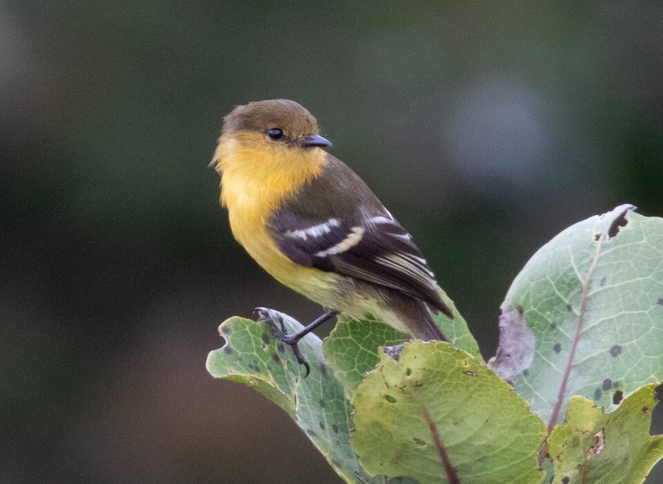 Ochraceous-breasted Flycatcher