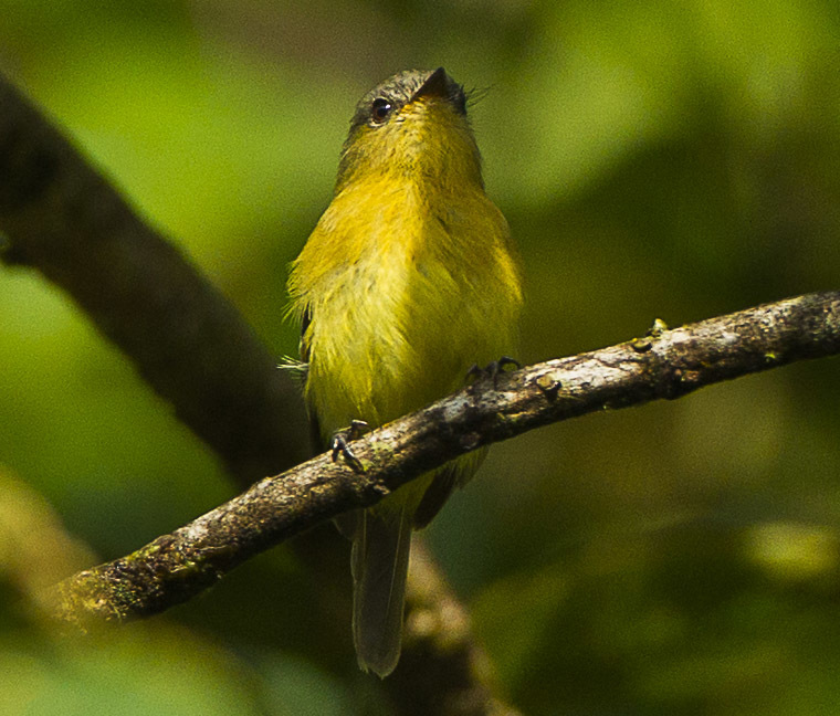 Handsome Flycatcher