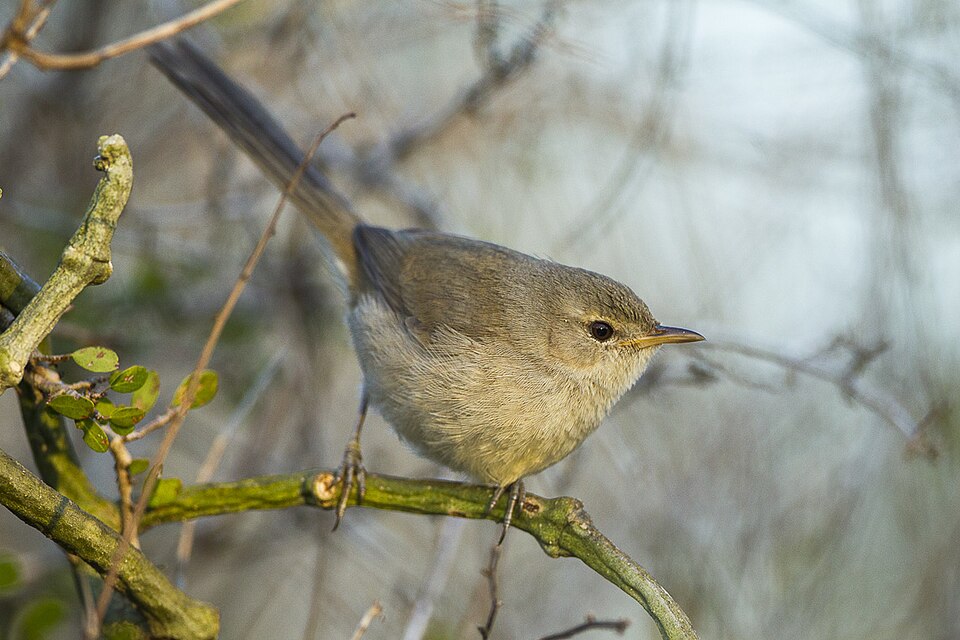 Subdesert Brush Warbler
