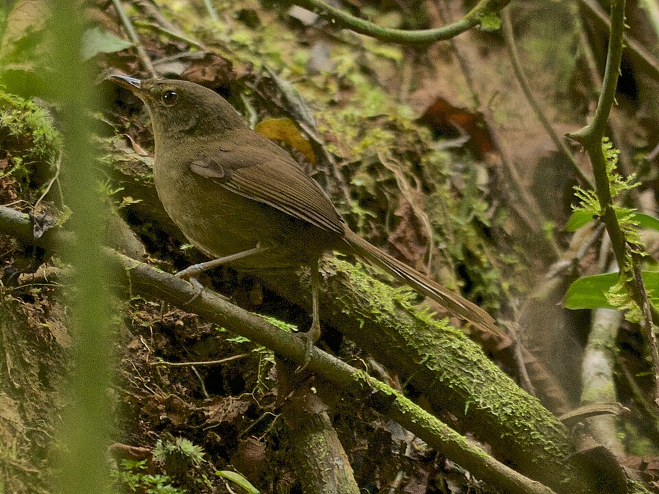 Malagasy Brush Warbler