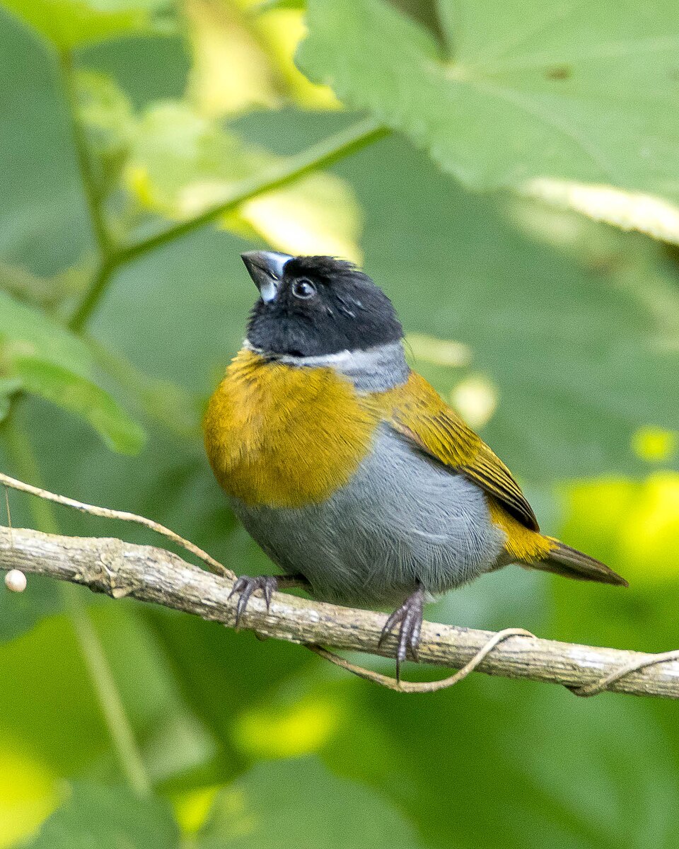 White-collared Oliveback
