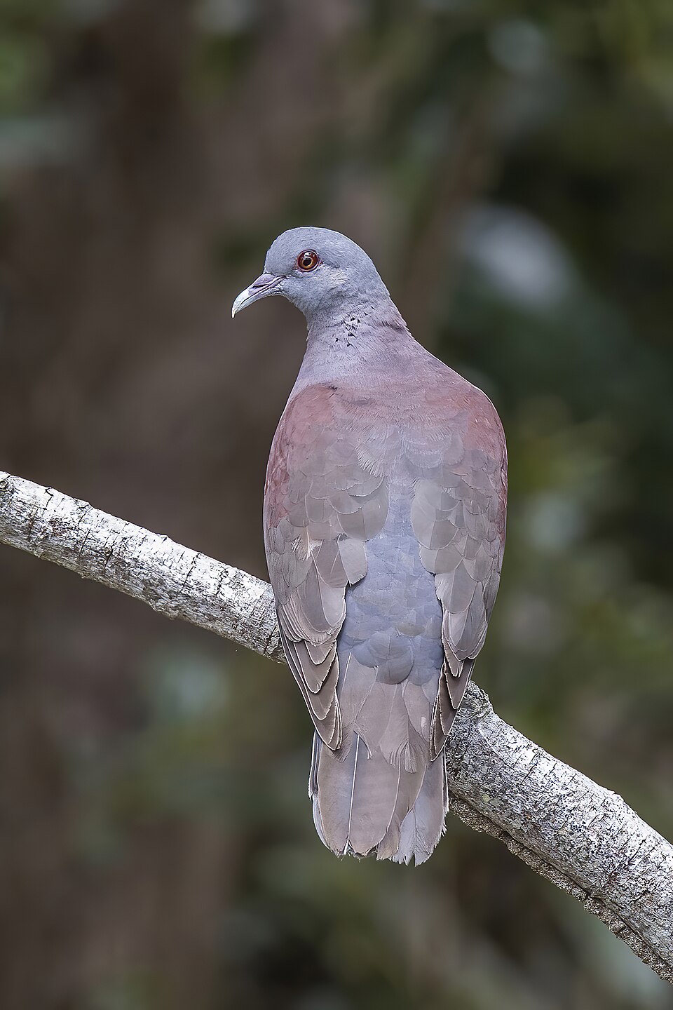 Malagasy Turtle Dove
