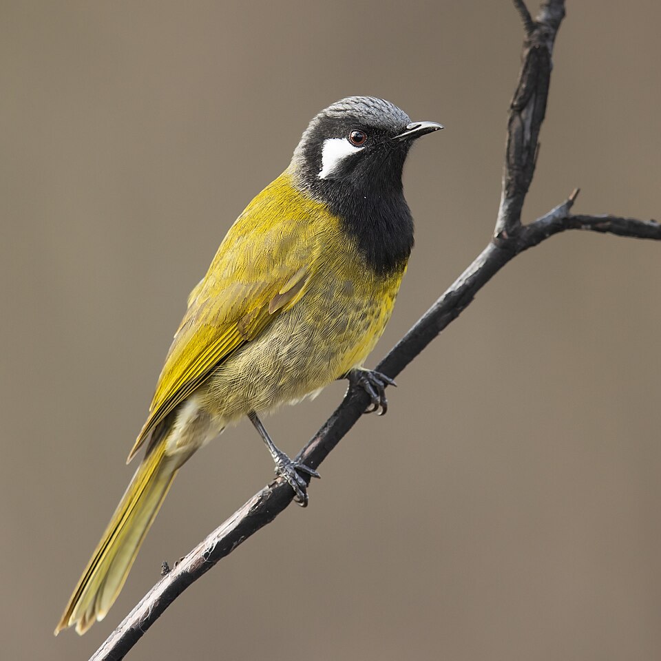 White-eared Honeyeater