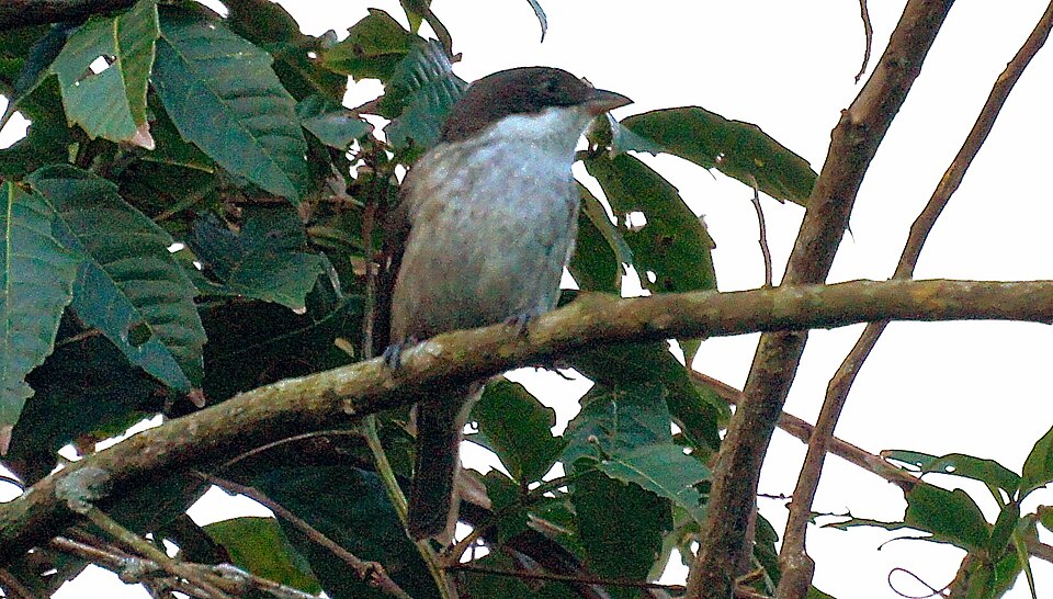 Puerto Rican Tanager