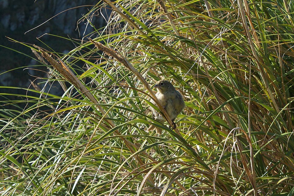Nightingale Island Finch