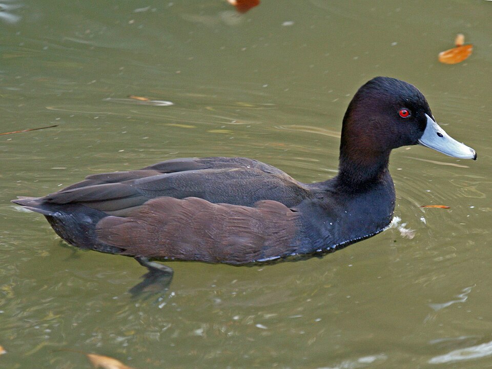 Southern Pochard