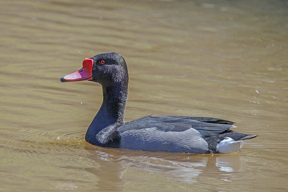 Rosy-billed Pochard