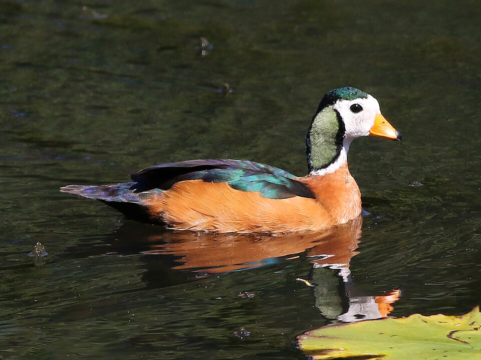 African Pygmy Goose