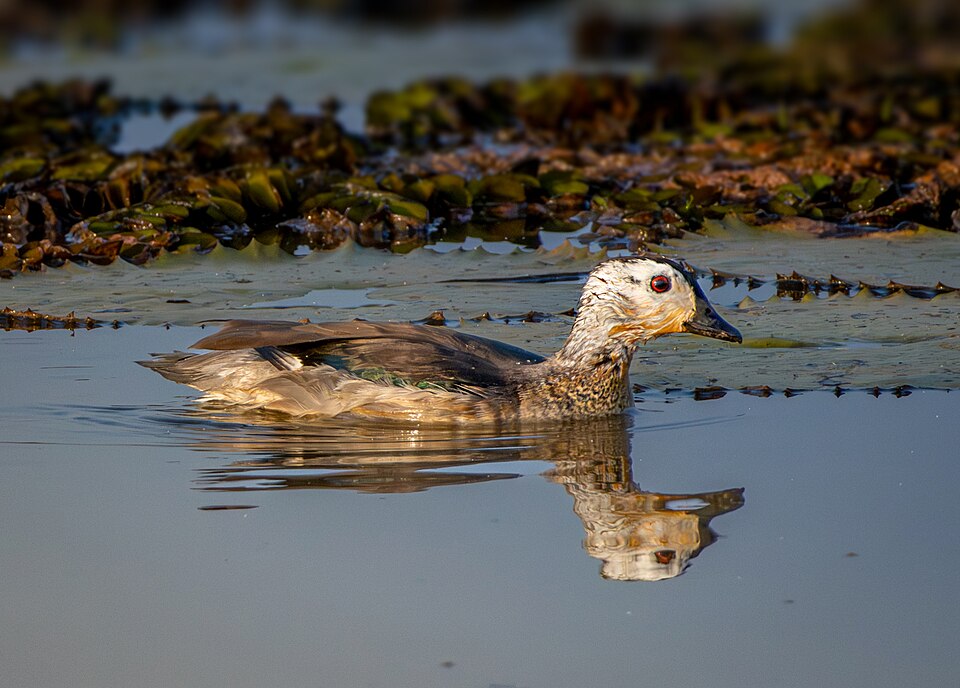Cotton Pygmy Goose