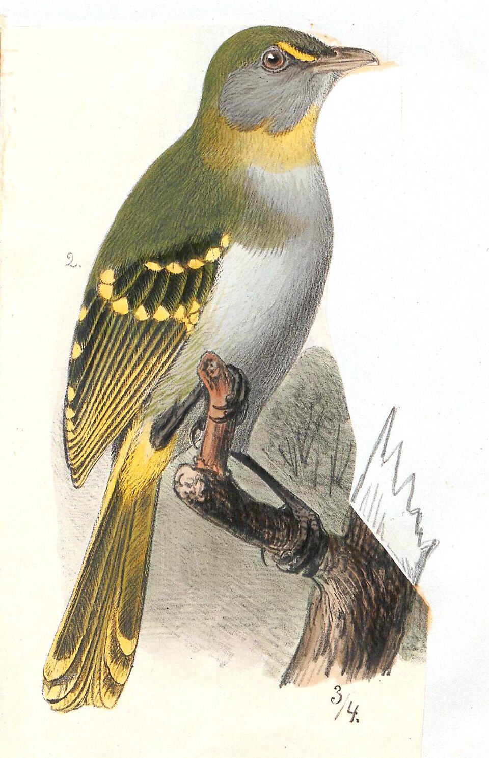 Yellow-throated Nicator