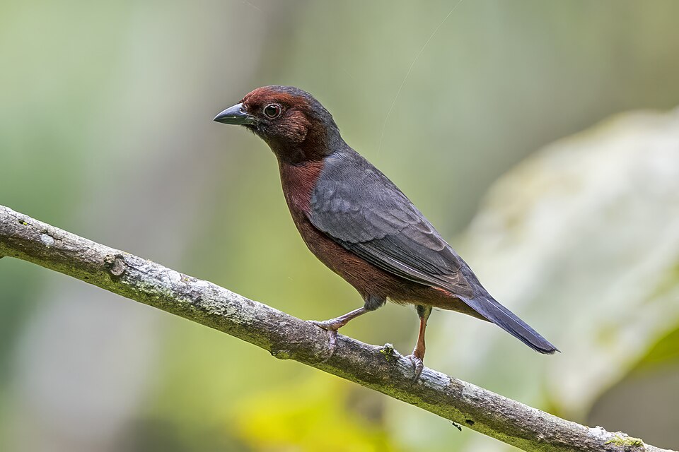 Chestnut-breasted Nigrita