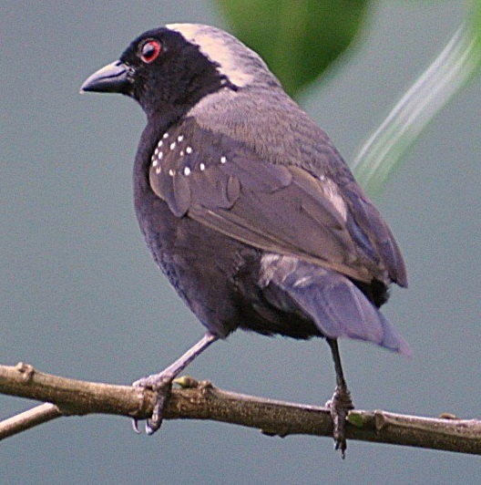 Grey-headed Nigrita