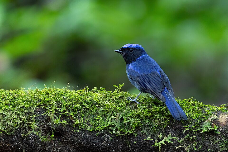 Large Niltava