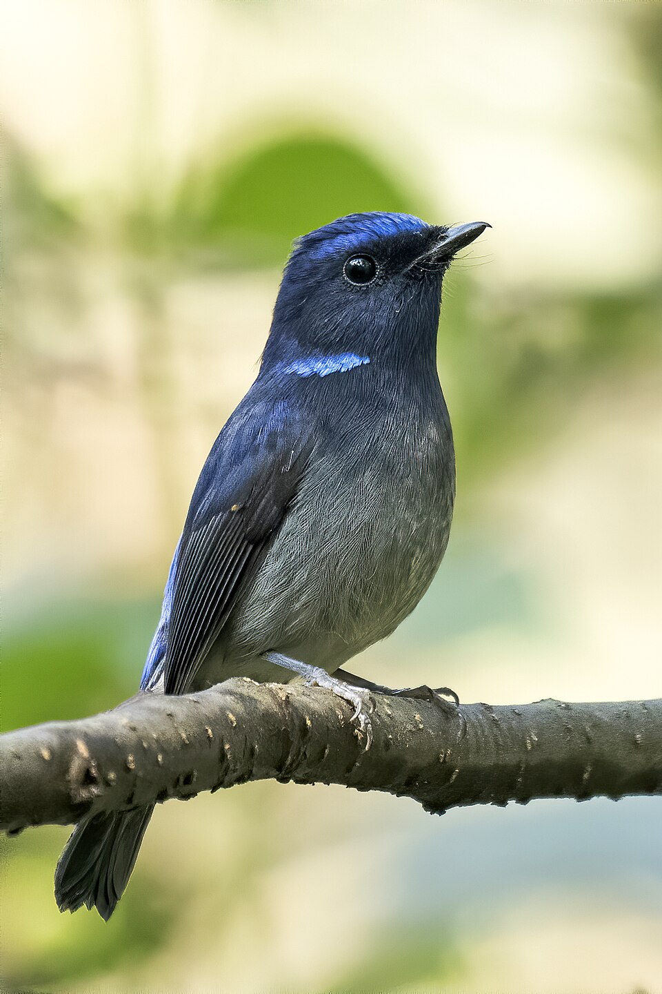 Small Niltava