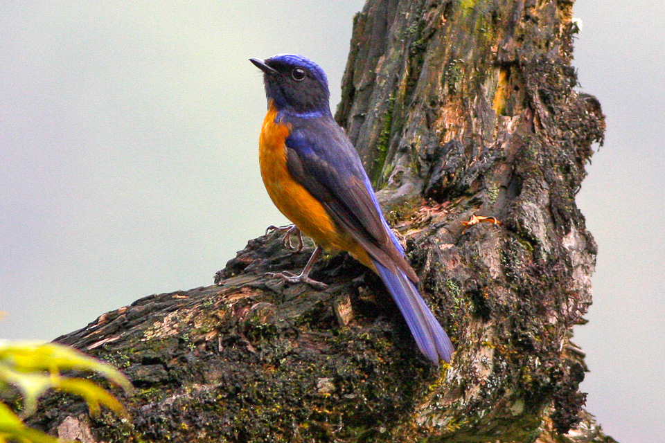 Chinese Vivid Niltava
