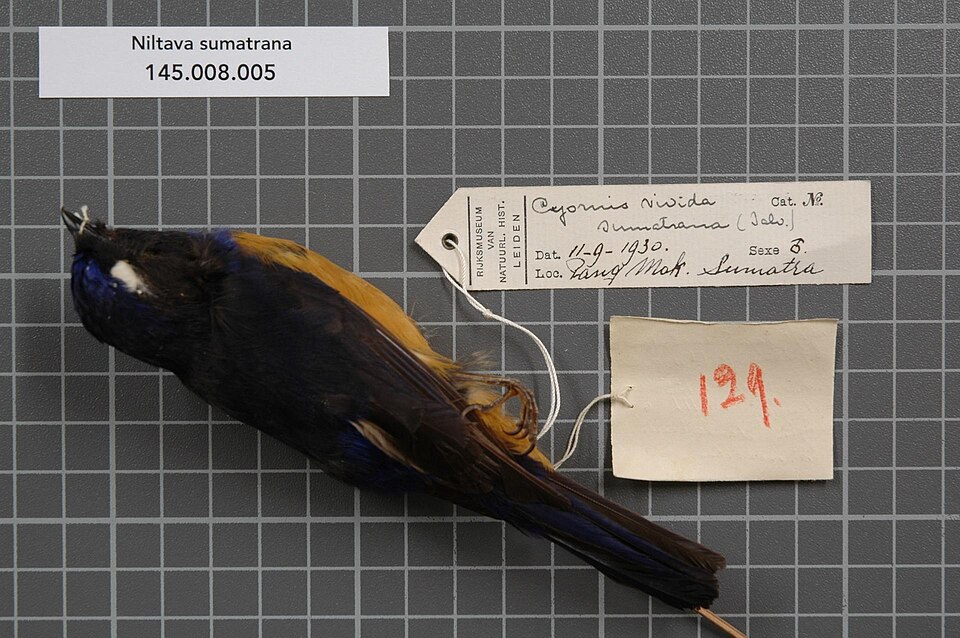 Rufous-vented Niltava