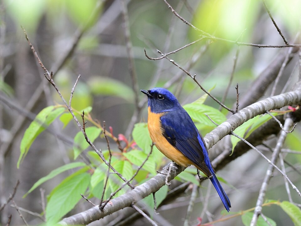 Taiwan Vivid Niltava