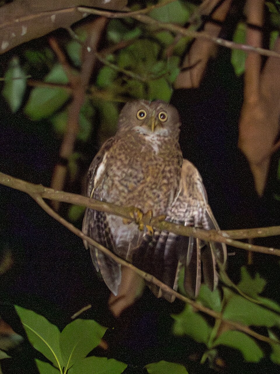 Camiguin Hawk-Owl