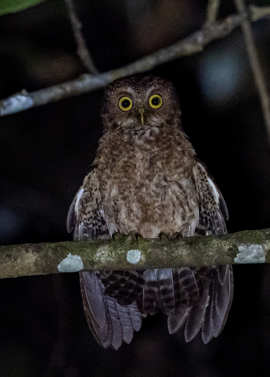Mindoro Hawk-Owl