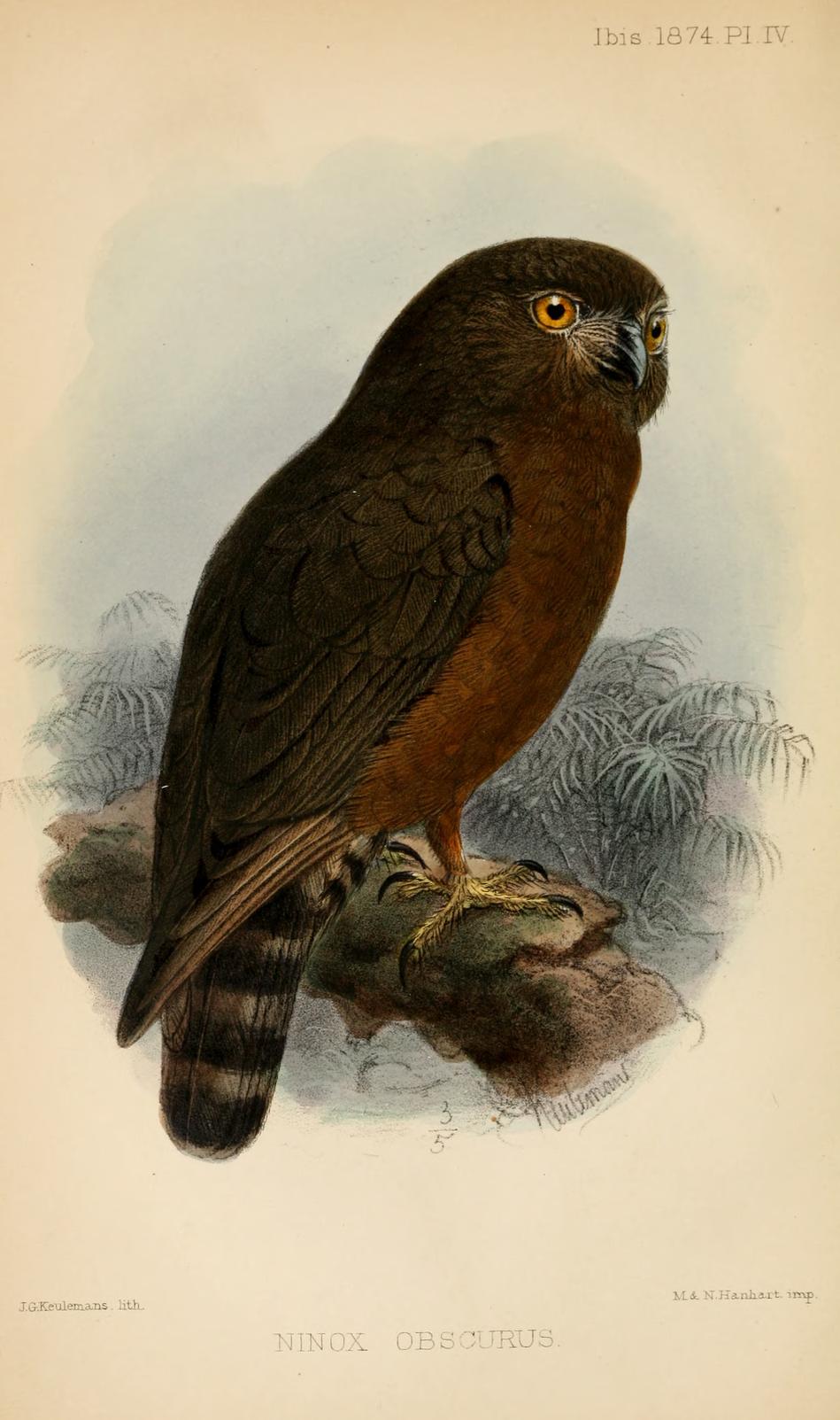Hume's Hawk-Owl