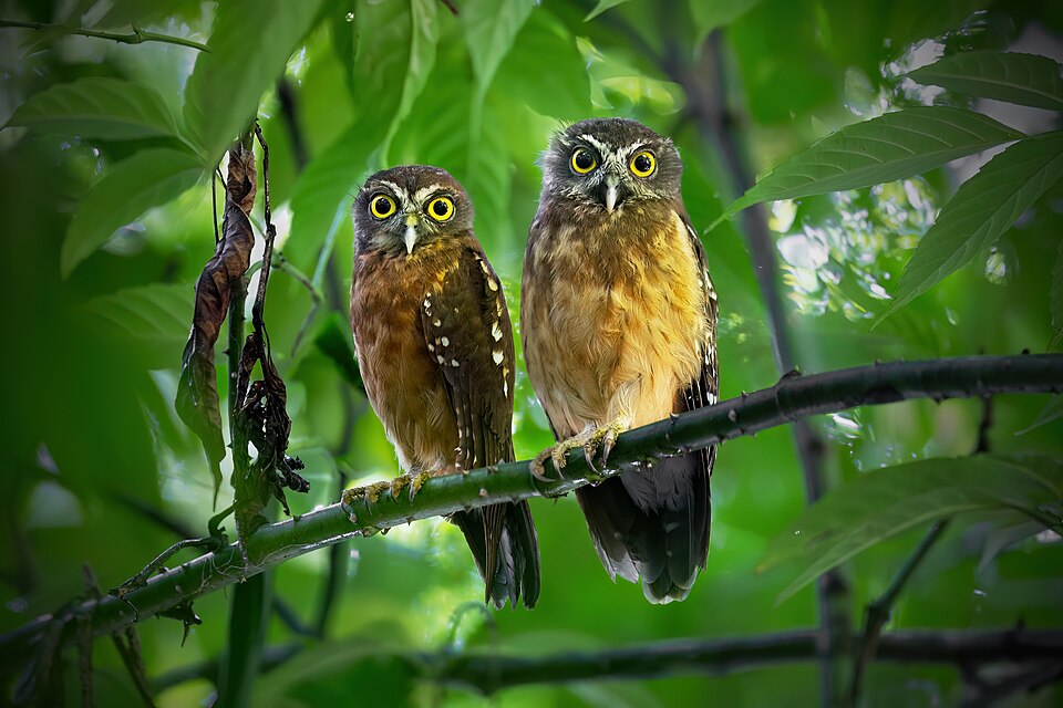 Ochre-bellied Boobook