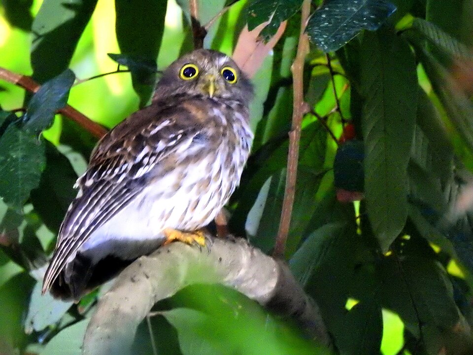 Luzon Hawk-Owl