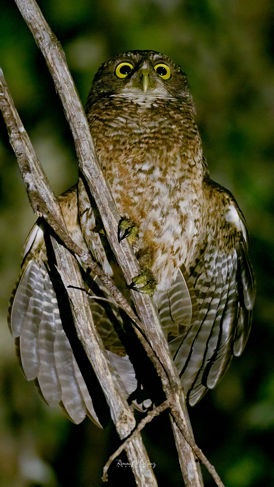 Sulu Hawk-Owl